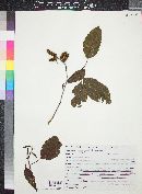 Alnus glabrata image